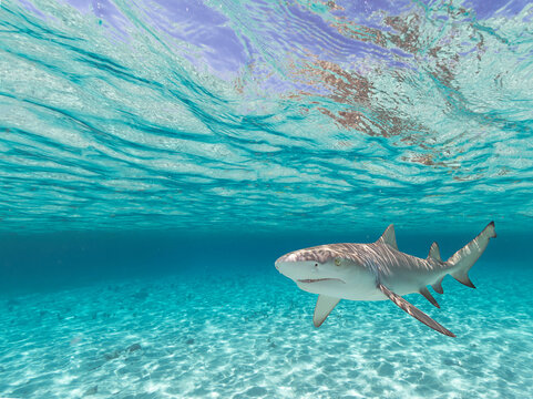 Tibur&oacute;n lim&oacute;n