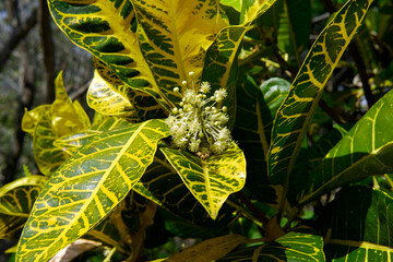 Vibrant Codiaeum variegatum, Petra croton, variegated plant leaf, leaves, garden, landscaping