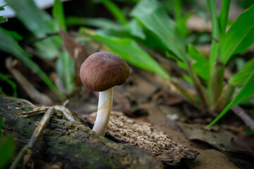A solitary brown mushroom, possibly Psilocybe cubensis, with a slender white stipe emerges from decaying leaf litter.