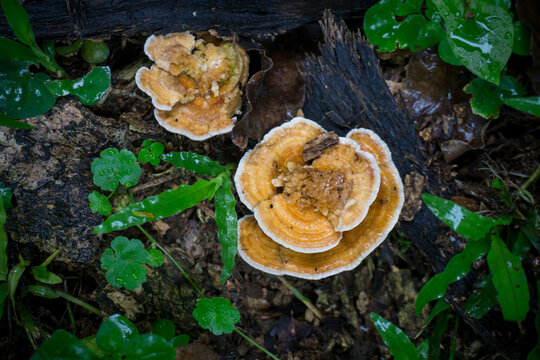 Parasola auricoma mushrooms display pleated caps with a central brown disc and slender white stems.