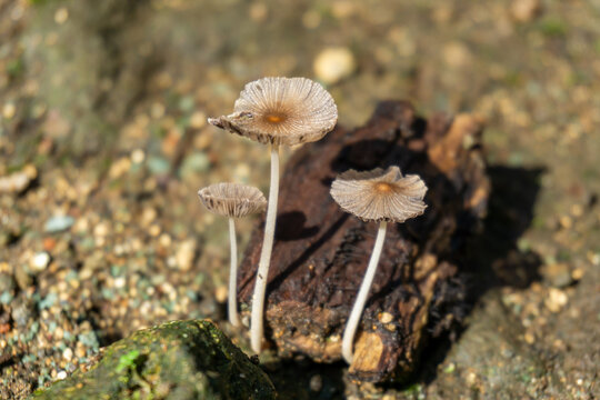  Parasola auricoma mushrooms with pleated caps and slender stems grow on decaying wood amidst a textured, earthy background