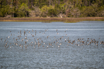 Group of Wilson's plovers