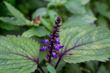 A stalk of purple flowers of the Indian coleus (Coleus barbatus), also known as Plectranthus...