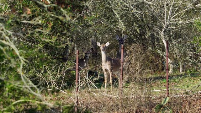Observe three wild White-tailed Deer does standing alert in a natural forest setting, their senses heightened. After a few moments of stillness, a fourth doe, previously concealed within the woods, st