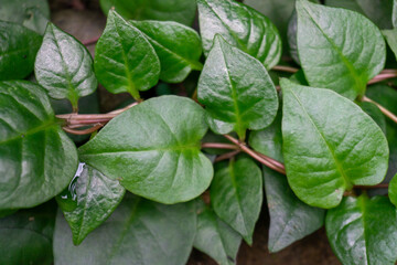 Lush green heart-shaped leaves of Binahong (Anredera cordifolia) vine cascade over a blurred background.