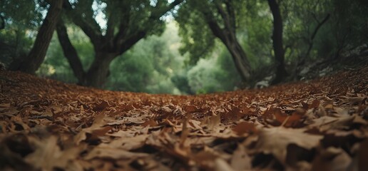 Obraz premium Autumnal Forest Path: A Low-Angle Perspective of Fallen Leaves