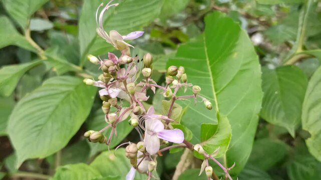 Clerodendrum infortunatum 