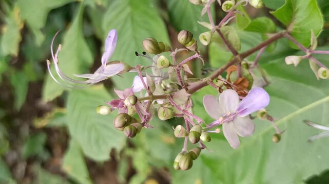 Clerodendrum infortunatum 