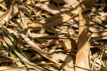 Dried bamboo leaves (Bambusa vulgaris) create a textured carpet of beige and light brown hues on the ground.