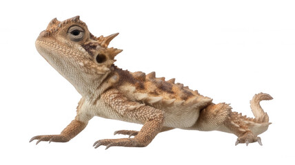Naklejka premium Desert Horned Lizard Realistic Style on White Background Transparent Background