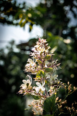 A delicate spike of Clerodendrum phlomidis flowers displays white, curved petals and long stamens amidst green foliage