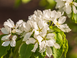 White blossoming apple trees. White apple tree flowers