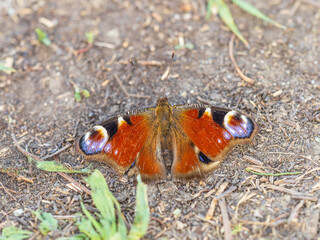 Peacock butterfly on the ground among the grass