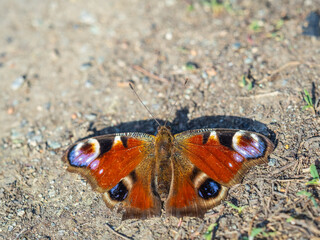 Peacock butterfly on the ground among the grass