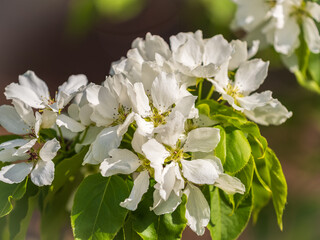 White blossoming apple trees in the sunset light. Spring season, spring colors.