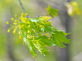 Blooming Norway Maple, Acer platanoides, in beautiful light