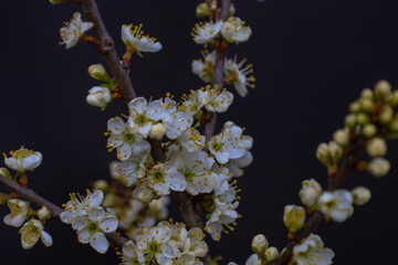 Close-up of a branch of blooming blackthorn (Prunus spinosa) with many small white flowers with...