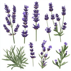 Fototapeta premium Vibrant Lavender Flowers Collection in Artistic Botanical Style
