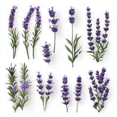 Fototapeta premium Vibrant Lavender Floral Collection for Design and Decoration