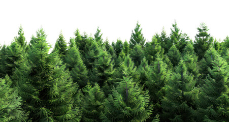 Fototapeta premium PNG Evergreen forest landscape nature evergreen outdoors.