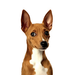 Basenji Dog Portrait: A captivating close-up of a Basenji dog, its unique features and alert gaze showcased in a detailed, photorealistic portrait.