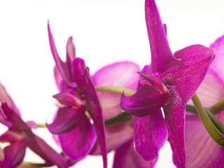 Storczyk. Orchidea. © Janusz Lipiński