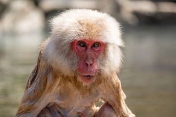 Obraz premium Japanese maqaque or snow monkey with pinkish face and brown or greyish hair outdoor at daytime in the Jigokudani Monkey Park in Yamanouchi Nagano Prefecture in the wilderness of Japan.