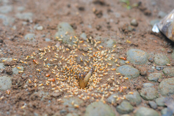Small Worker Termites,Close-up of ants