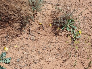 yellow poppies in the desert
