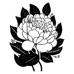 Floral Vector Illustration Peony Botanical Design