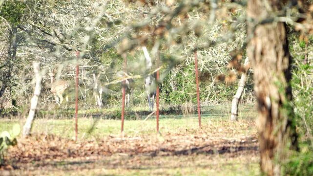 Experience a cinematic view of four White-tailed Deer as they suddenly spook and bolt into the deep forest, their white tails prominently flagging in the air. This dramatic scene captures their rapid 