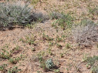Wonderful landscape of the desert