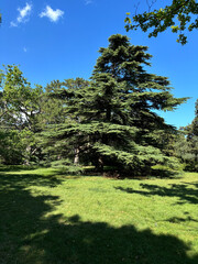Forest landscape. Tall trees and a lawn on a sunny day.	