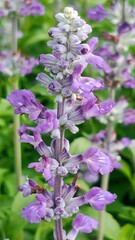 Obraz premium A delicate purple flower stands tall amidst lush green foliage, showcasing vibrant blossoms and intricate petal details.