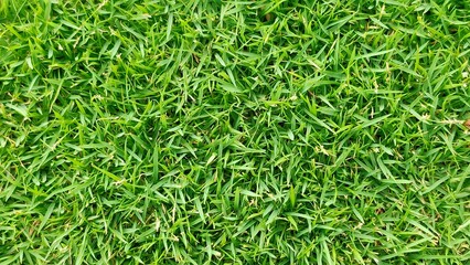 A close-up view of vibrant green grass, showcasing its texture and natural beauty, ideal for gardening or landscaping themes.