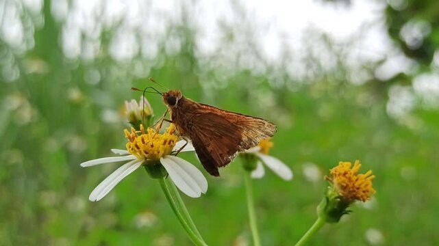 Potanthus omaha uses its proboscis to suck flower juice and nectar.