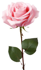 Fototapeta premium PNG Pink rose blossom flower photography.