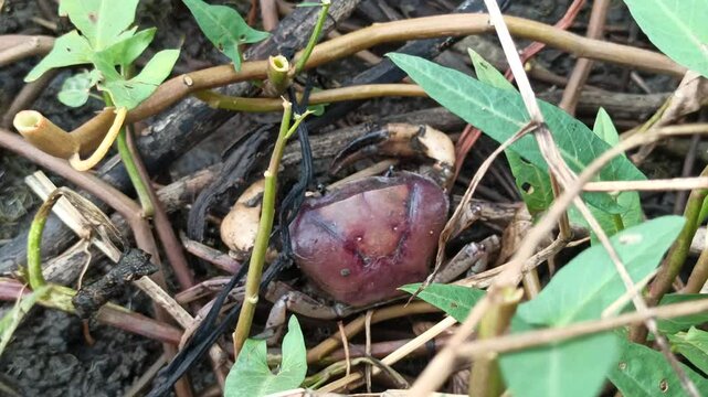 Gecarcinucoidea in the field