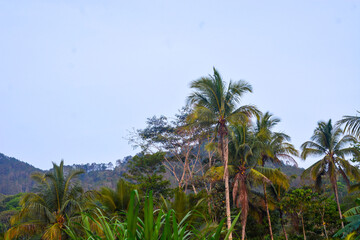 Obraz premium Aerial view of mountains, sea, rivers in Indonesia