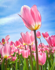 Fototapeta premium Upward angle of tulips at a tulip festival