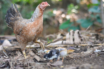 Photo of chickens looking for food in the yard