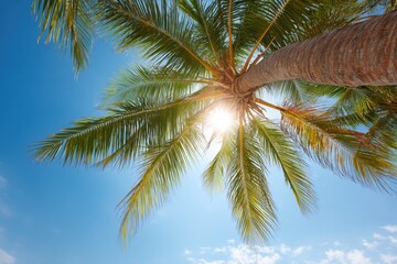 Obraz premium Sunlight filters through the leaves of a graceful palm tree, Hello Summer background.