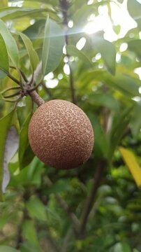 longan fruit unripe