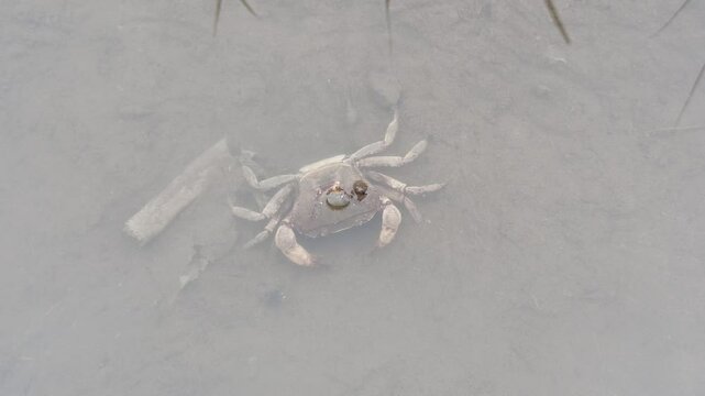 Gecarcinucoidea in the field