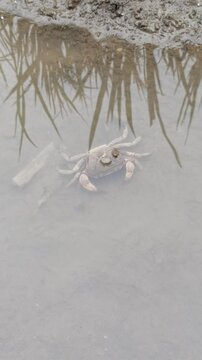 Gecarcinucoidea in the field