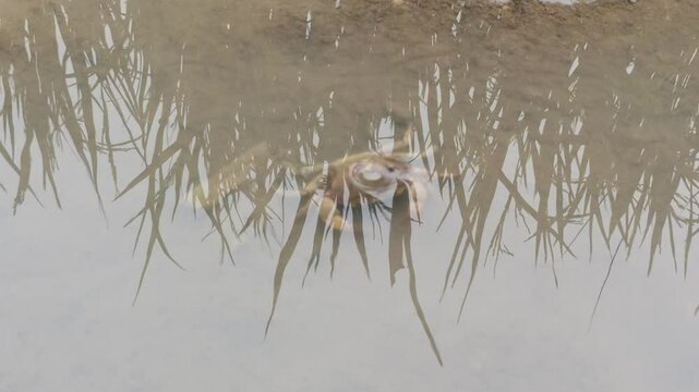Gecarcinucoidea in the field
