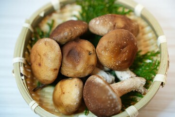 芳醇な香りのシイタケ
