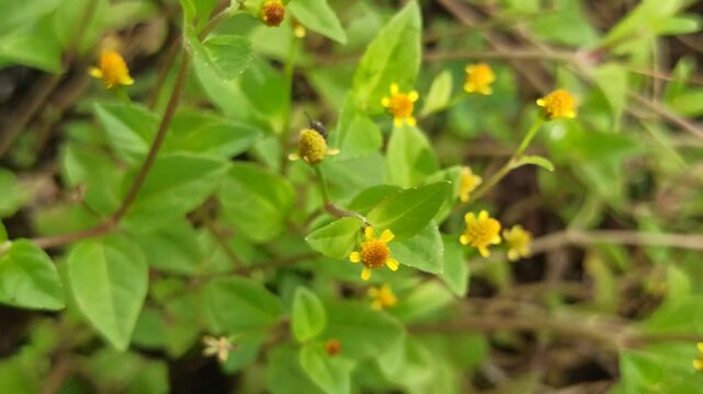 Hypericum mutilum flowers