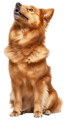 Fototapeta premium PNG Chow Chow dog background animal.