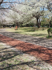 桜の舞い散る散歩路
